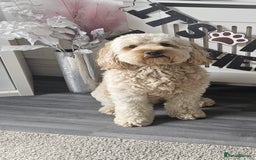 Cockapoo dogs for stud: Rudi, cockapoo - Image 1