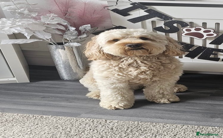 Cockapoo dogs - Advert 1