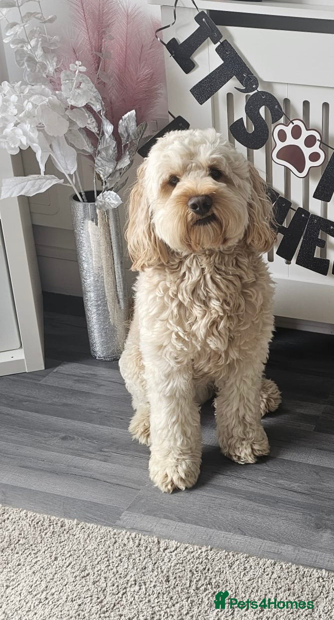 Cockapoo dogs for stud: Rudi, cockapoo - Image 1
