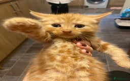 Mixed Breed cats for sale: Kittens for sale  - Image 3