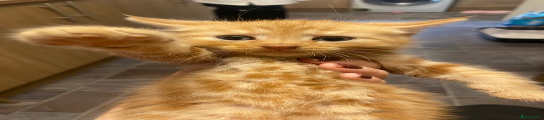 Mixed Breed Kitten 3