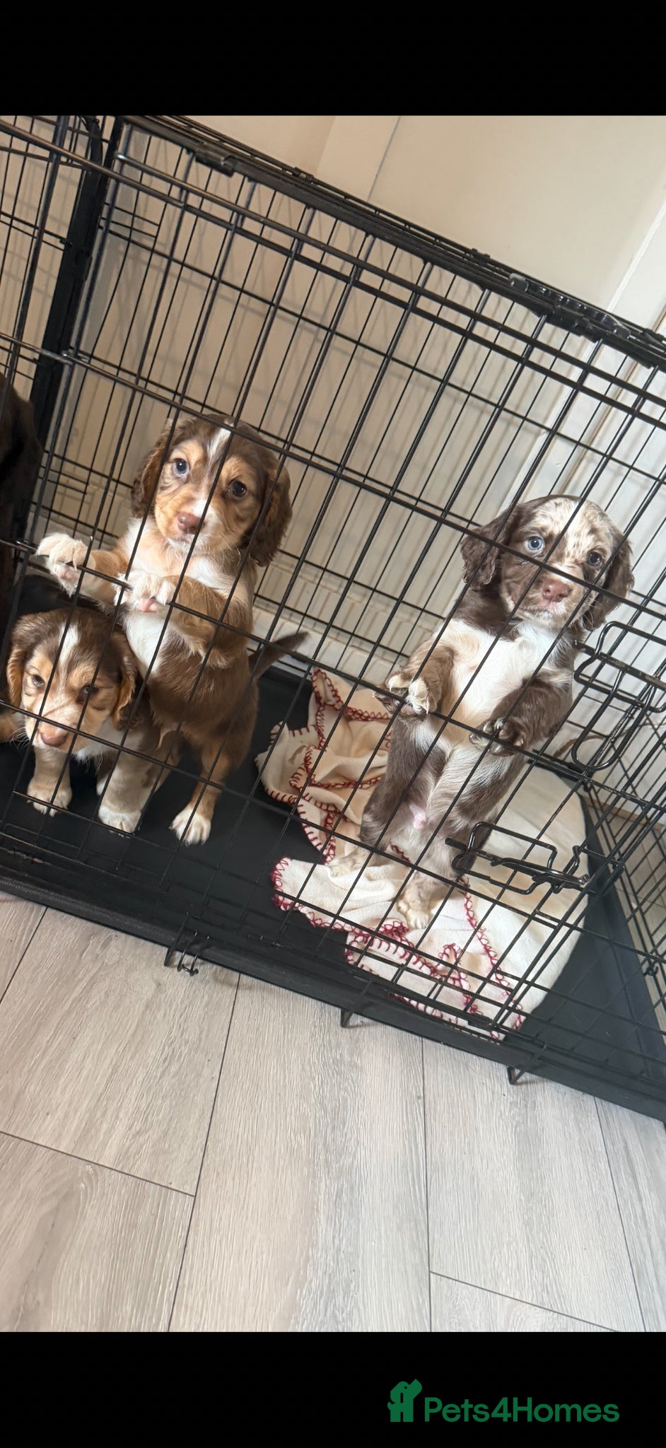 Cocker Spaniel dogs 2 BOYS LEFT!⭐️ - Advert 2