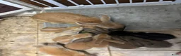 Continental Giant rabbits for sale: 3 left 1 boy and 2 girls all ginger  - Advert 10