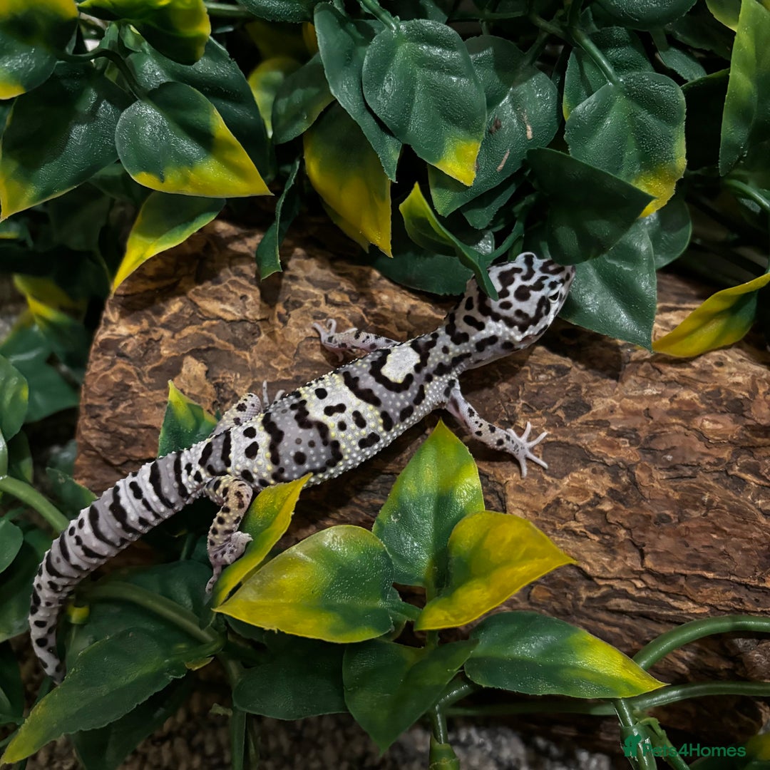 Gecko reptiles for sale: Variety Of Leopard Geckos And Sub-Species For Sale in Fleet - Image 9