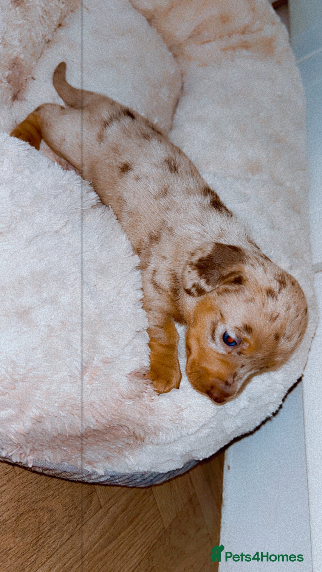 Dachshund dogs for sale: Dachshund  - Image 17