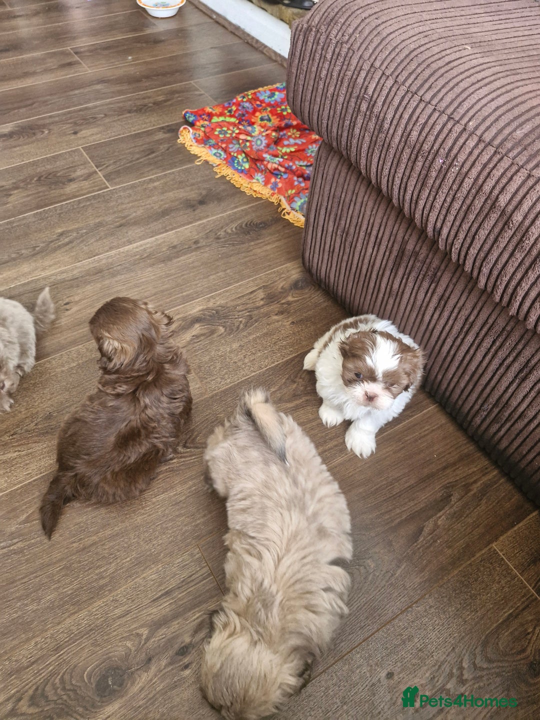 Shih Tzu dogs for sale: Cute Imperial Shih tzu puppies for sale - Image 6