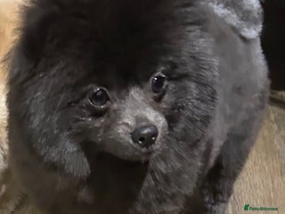 Pomeranian dogs Beautiful silver coated Pomeranian for sale - Advert 4