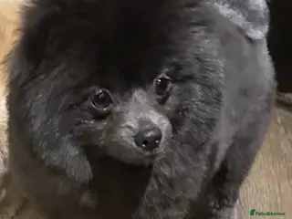 Pomeranian dogs Beautiful silver coated Pomeranian for sale - Advert 1