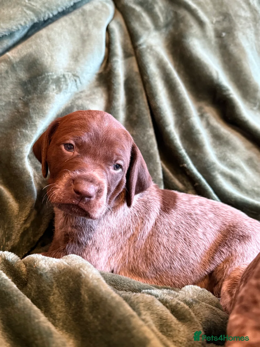 German Shorthaired Pointer dogs for sale: KC German Shorthaired Pointer Puppies - Advert 6