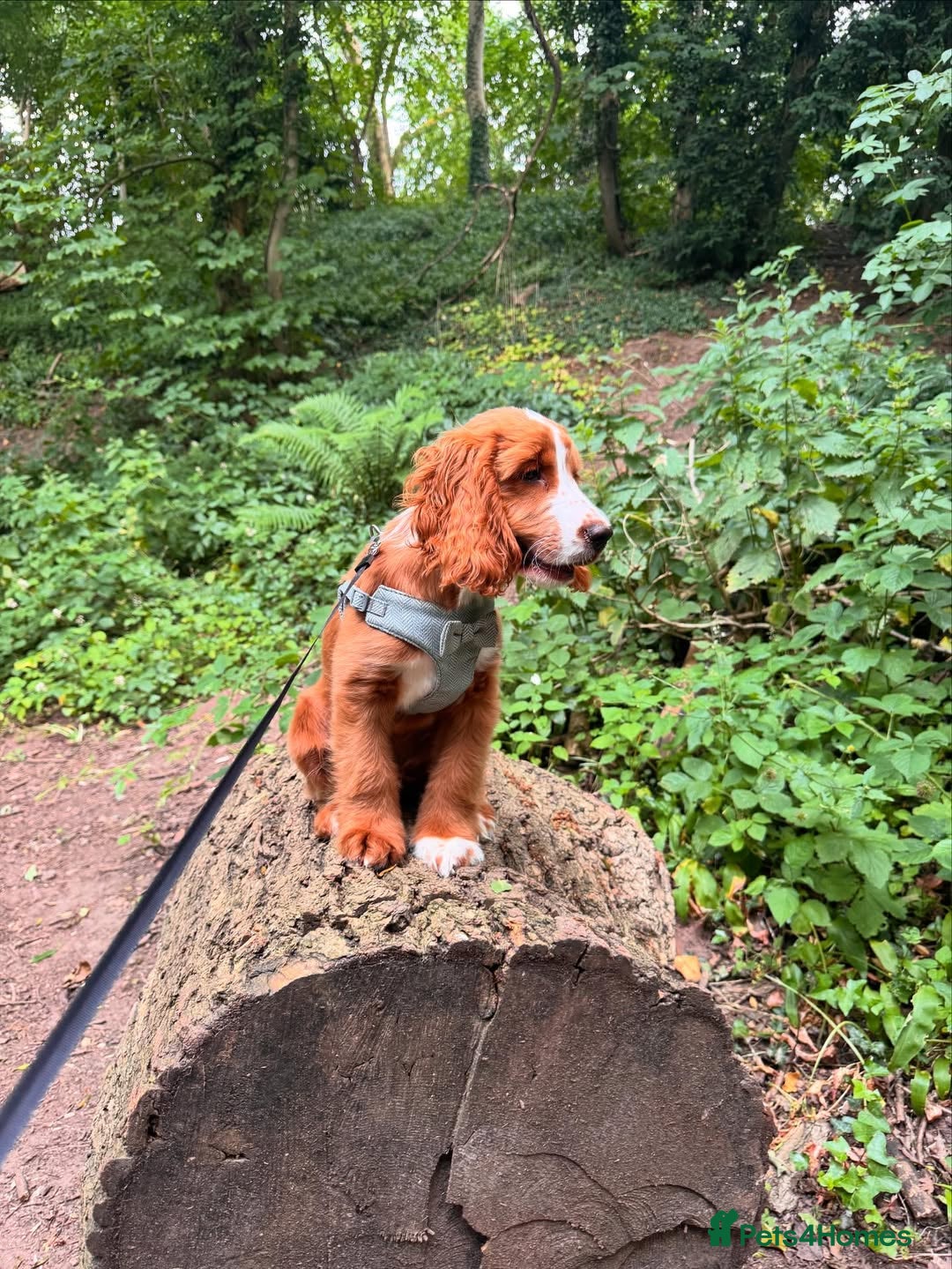 Cockapoo dogs for sale: Beautiful Puppy Pixie Looking for a Loving Home - Advert 8