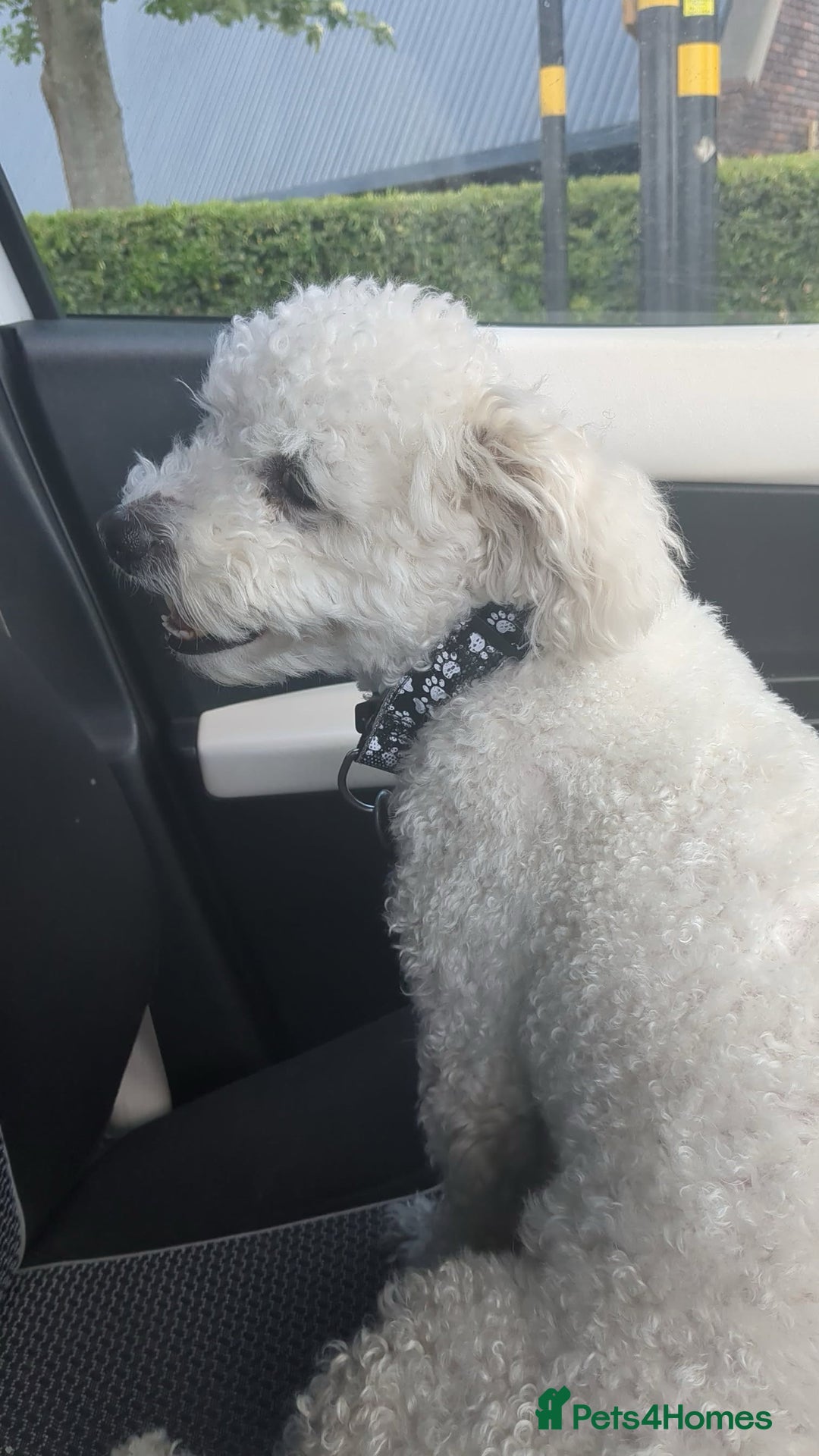 Mixed Breed dogs for sale: Maltichon  - Image 4