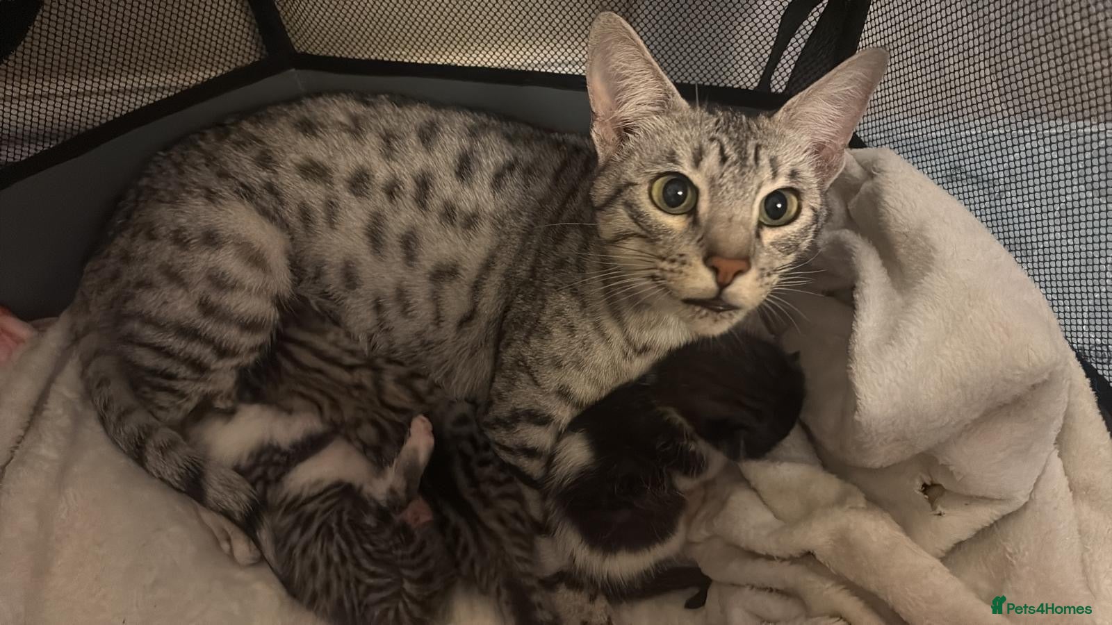 Savannah cats Savannah mixed kittens - Advert 6