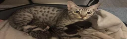 Savannah cats for sale: Savannah mixed kittens - Advert 1