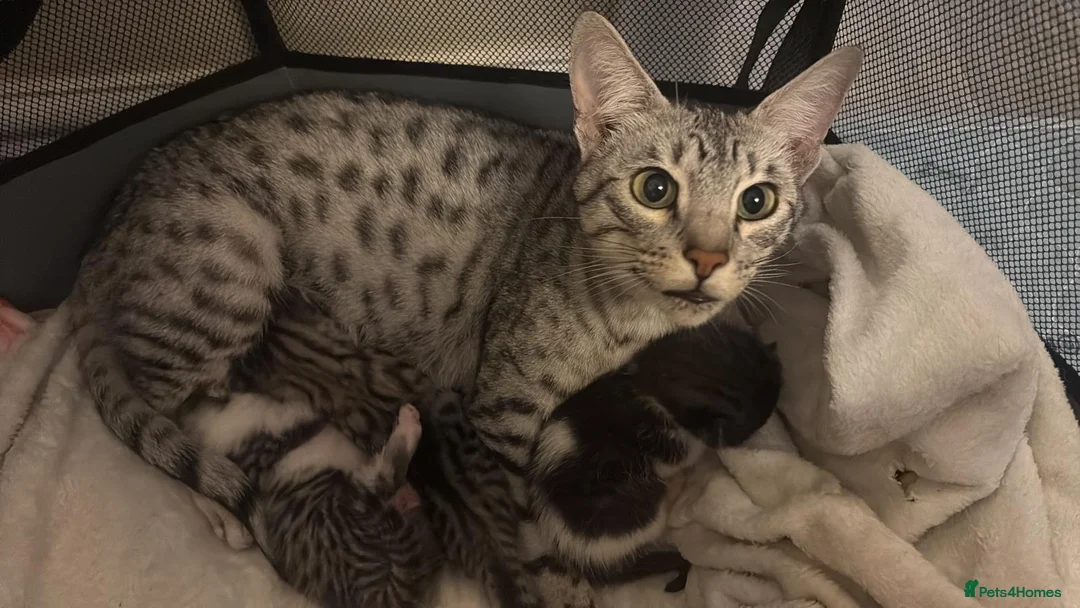 Savannah cats for sale: Savannah mixed kittens - Advert 1