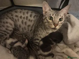 Savannah cats Savannah mixed kittens - Advert 6