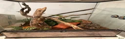 Gecko reptiles for sale: Two Female Crested Geckos + Setup in Widnes - Advert 3