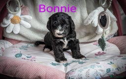 Sheepadoodle dogs for sale: Sheepadoodle Puppy 6 - *READY SOON* F1 health tested sheepadoodles  - Image 9