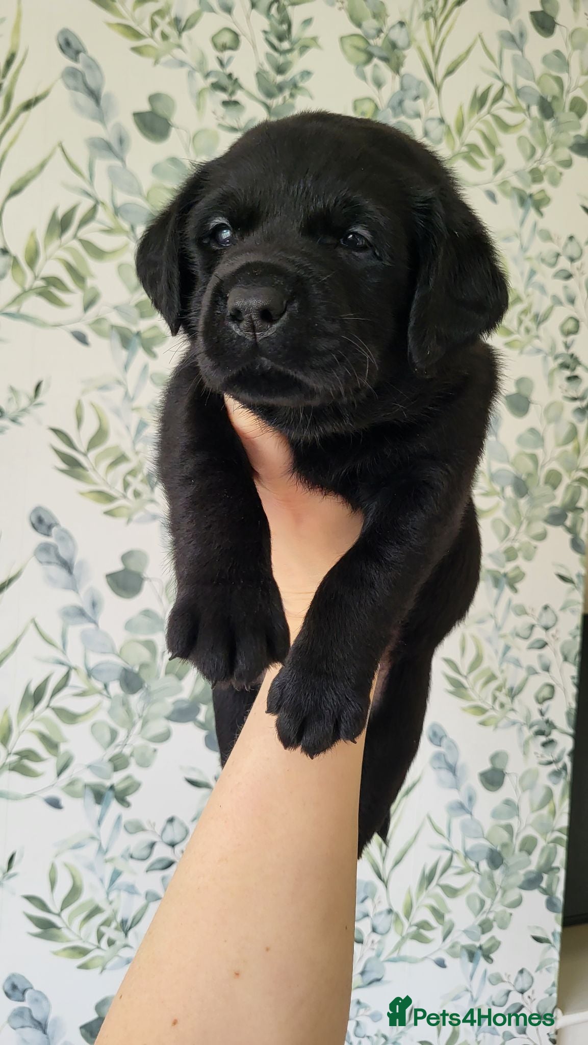 Labrador Retriever dogs Black KC Labrador Puppy BOY waiting for his family - Advert 1