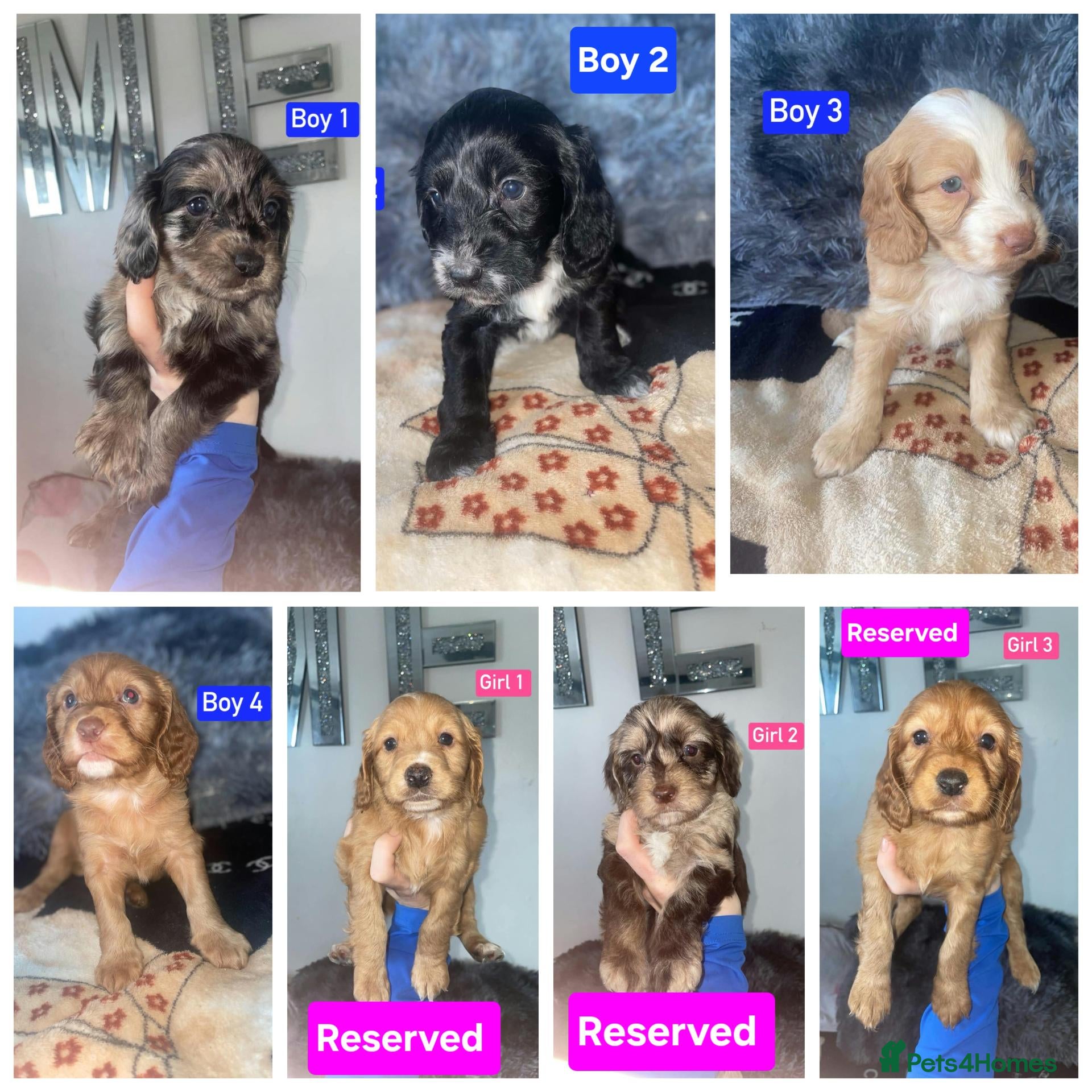 Cockapoo dogs x4 Boys Available - Cockapoo Puppies  - Advert 5