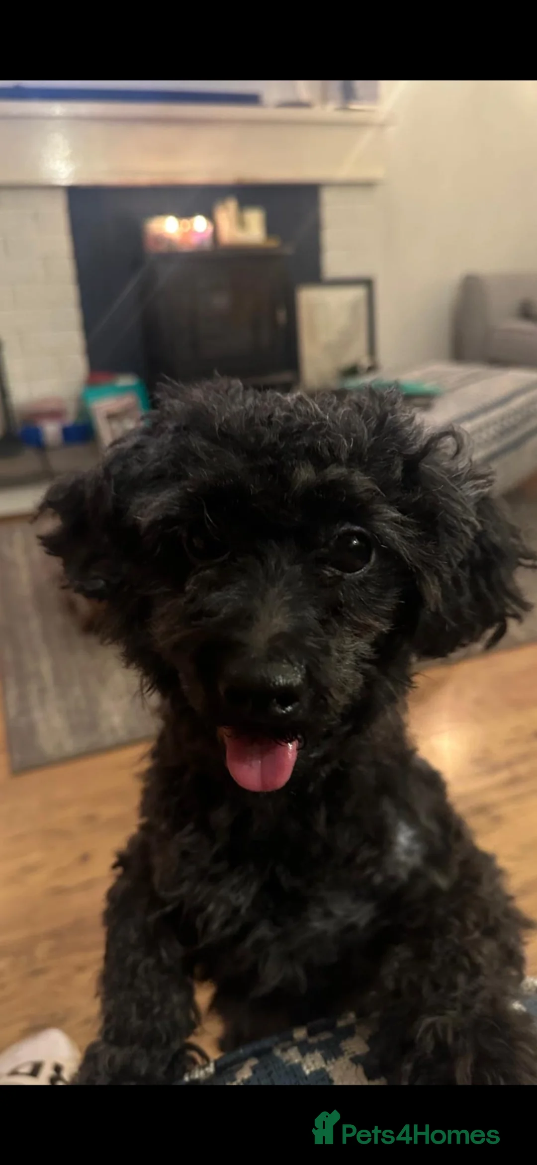 Pomapoo dogs for sale: Sweet dog looking for a forever home  in Birmingham - Advert 10