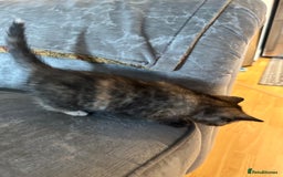 Siberian cats for sale: Kittens for sale  - Image 10