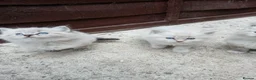 Ragdoll cats for sale: Beautiful Ragdoll Kittens in Bo'ness - Advert 8