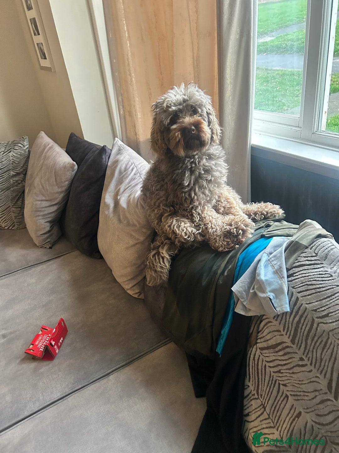 Cockapoo dogs for stud: Cockapoo for stud - Advert 4