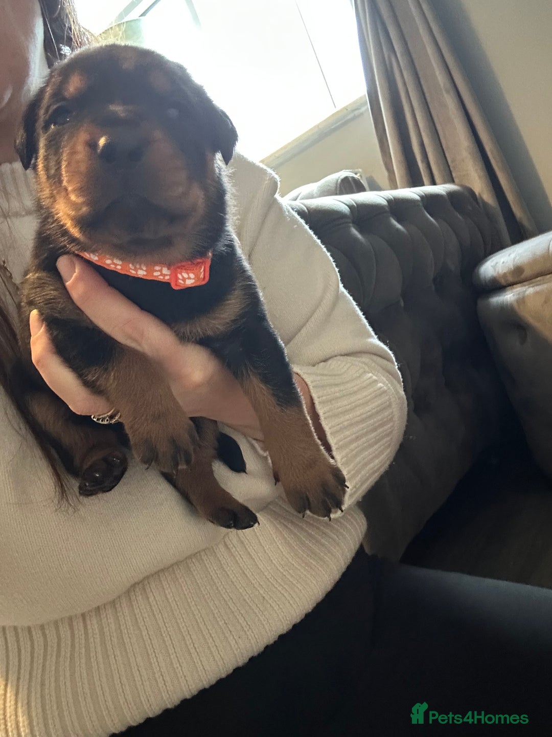 Rottweiler dogs for sale: Ready in 2 weeks bunch of 12 rotwellier puppies  - Advert 14