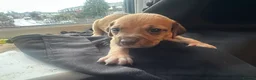 Mixed Breed dogs for sale: Mixed breed puppies in Rowley Regis - Advert 31