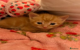 Domestic Shorthair cats for sale: 3 kittens for sale  - Image 4