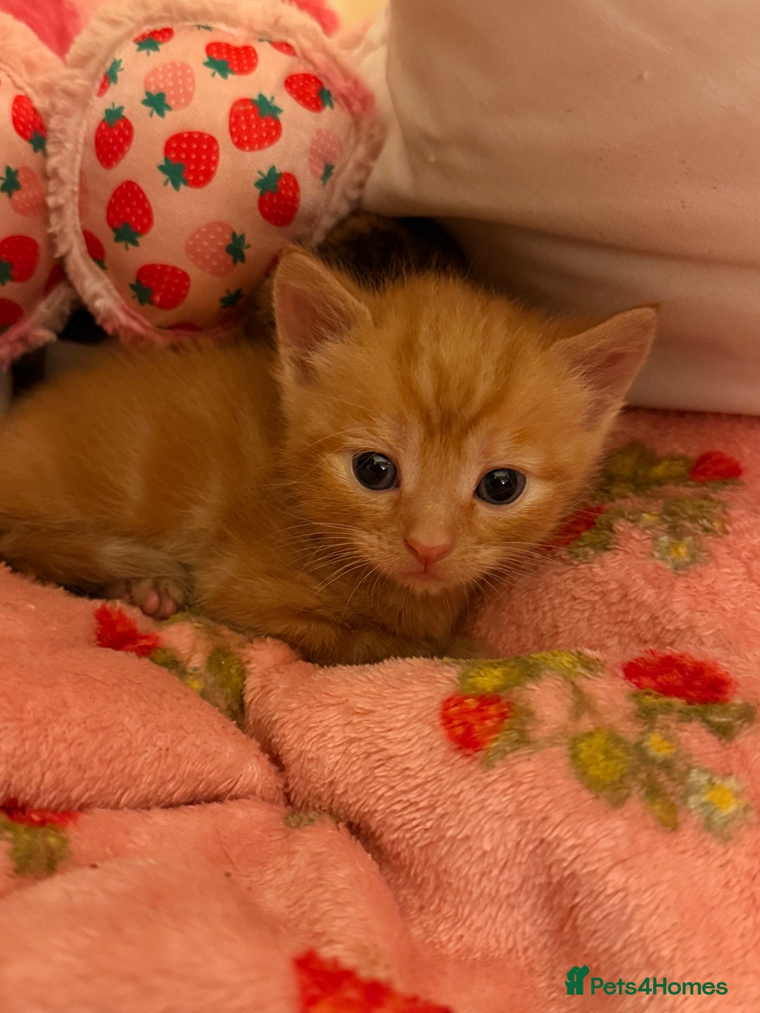Domestic Shorthair cats for sale: 3 kittens for sale  - Image 4