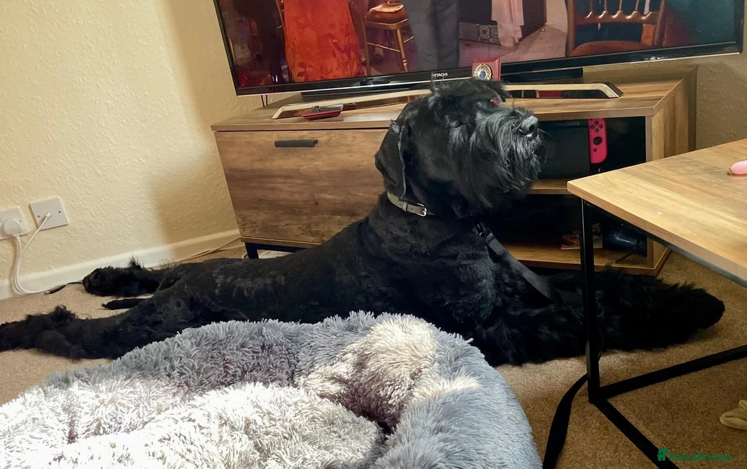 Giant Schnauzer dogs for sale: Vito--Handsome Young Male Giant in Morecambe - Advert 8