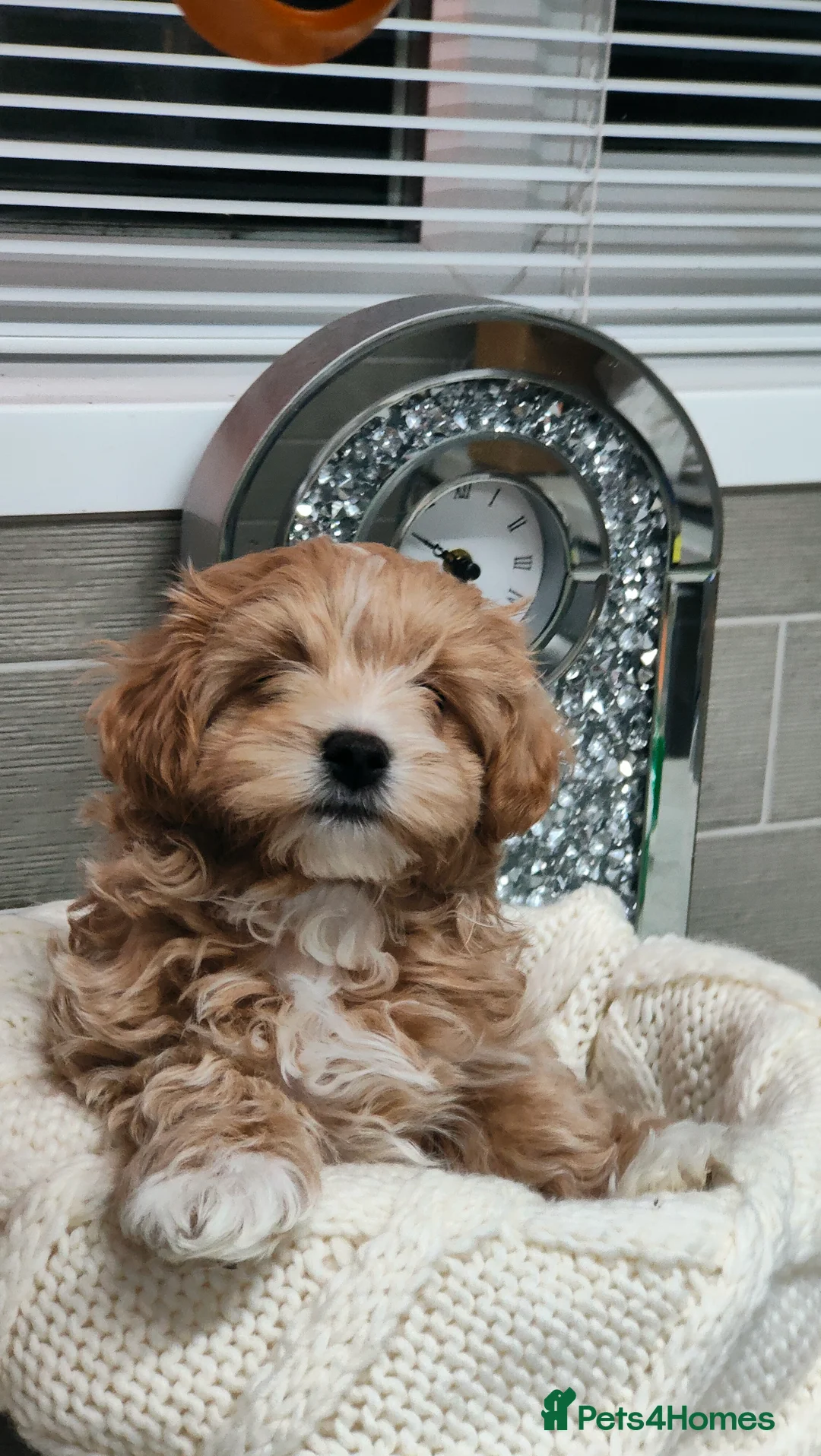 Maltipoo dogs for sale: Exclusive F1 Tiny Asian Maltipoo Puppies  - Advert 8