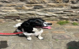 Mixed Breed dogs for sale: Cockerpoo puppies  - Image 9