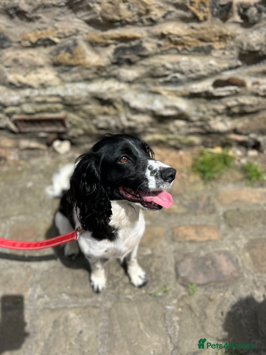 Mixed Breed dogs for sale: Cockerpoo puppies  - Image 9