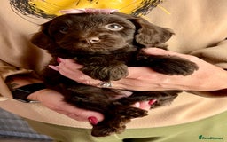 Cavapoo dogs for sale: TOY Fluffy Cavapoo’s From Health Tested Parents - Image 19