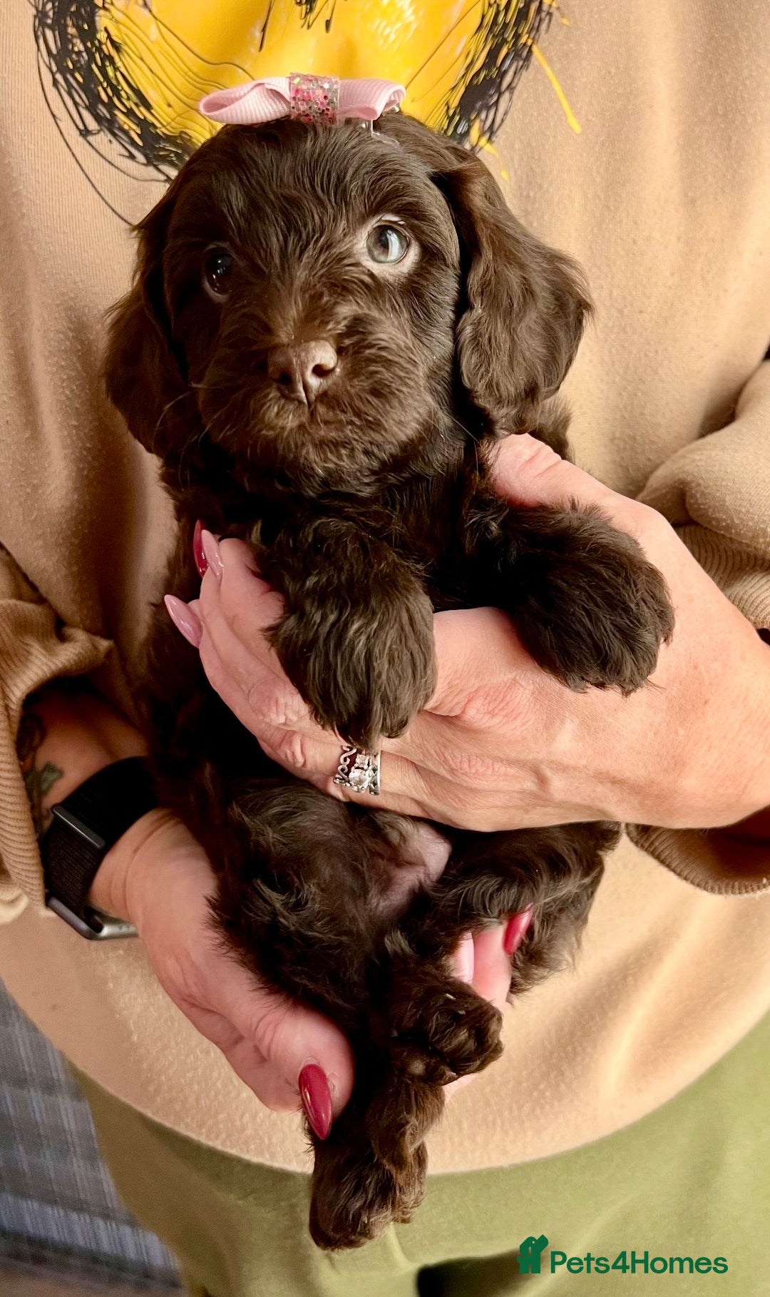 Cavapoo dogs for sale: TOY Fluffy Cavapoo’s From Health Tested Parents - Image 19