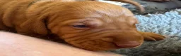 Hungarian Vizsla dogs for sale: Litter of stunning Vizslas - Advert 6