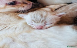 Bengal cats for sale: TICA Reg Bengal Kittens - Browns, Lynx & Mink - Image 27