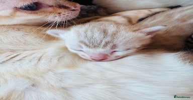 Bengal cats - Advert 2