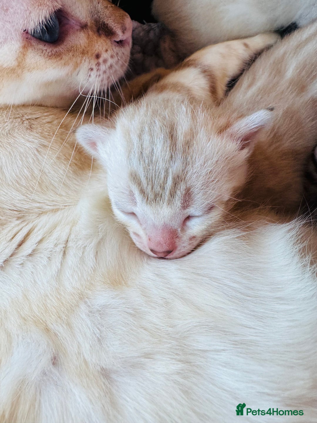 Bengal cats for sale: TICA Reg Bengal Kittens - Browns, Lynx & Mink - Image 27