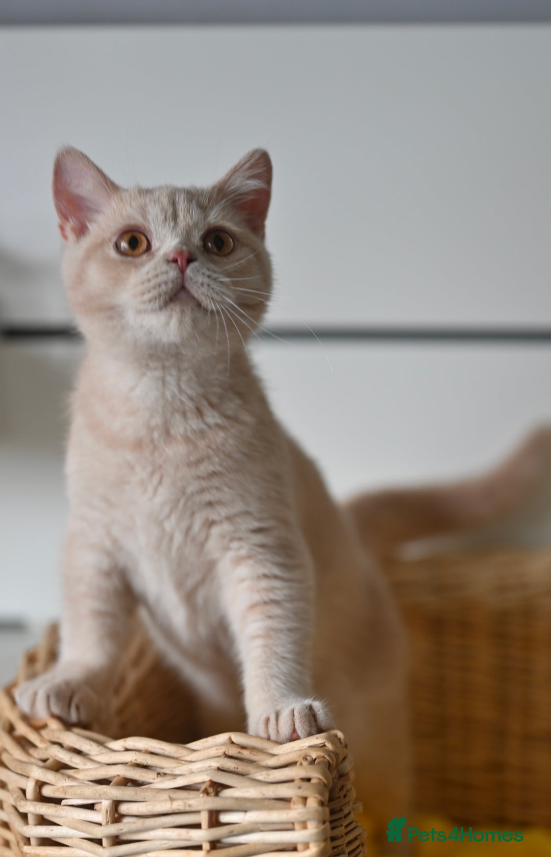 British Shorthair cats for sale: GCCF reg kittens looking for loving homes  - Image 17