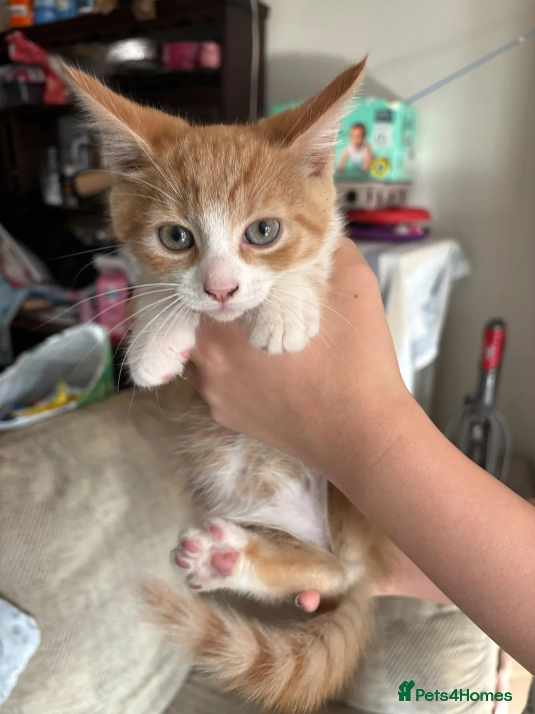 Mixed Breed cats for sale: Male kittens  - Advert 5