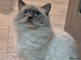 Ragdoll cats Pure Blue Point Ragdoll Male - Advert 2