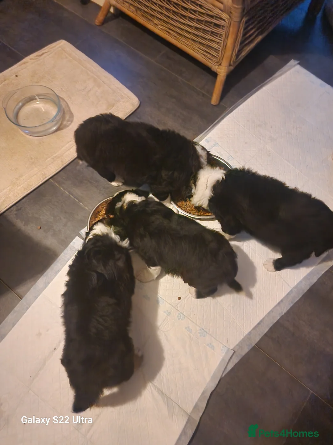 Mixed Breed dogs for sale: Boarder collie  - Advert 2