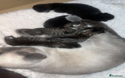 Mixed Breed cats for sale: Female mixed tabby  - Image 13