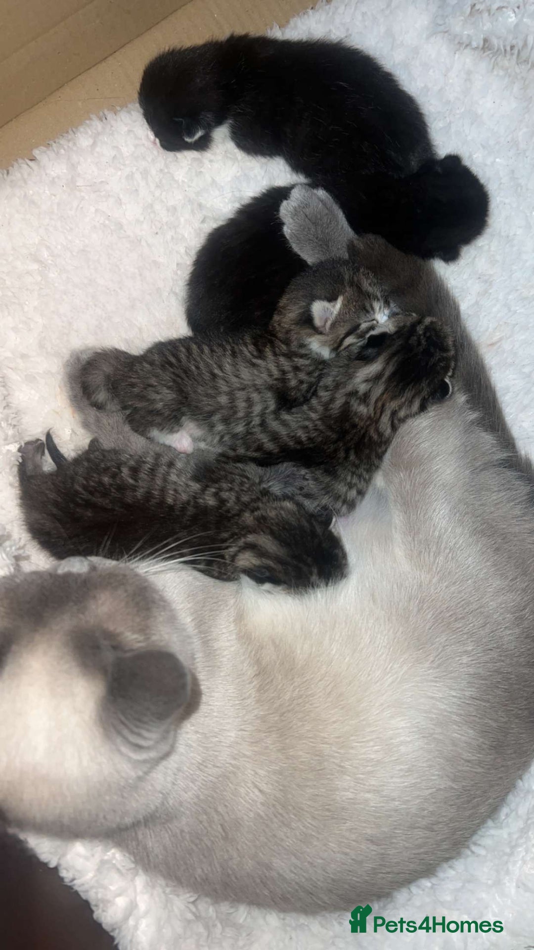 Mixed Breed cats for sale: Female mixed tabby  - Image 13