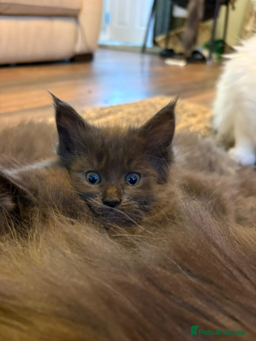 Maine Coon cats for sale: GCCF registered Blue  Maine coon litter  - Advert 1
