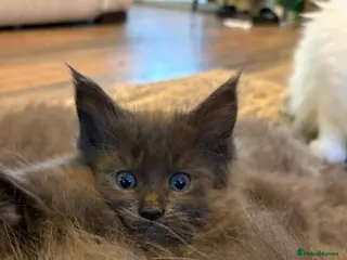 Maine Coon cats GCCF registered Blue Maine coon litter - Advert 17