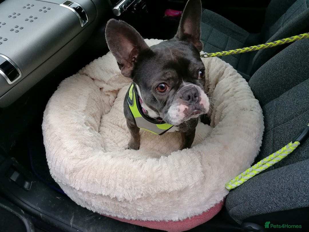 Mixed Breed dogs for adoption: ❤️Binx - 3 yo Frenchie x Boston terrier girl ❤️ - Image 13